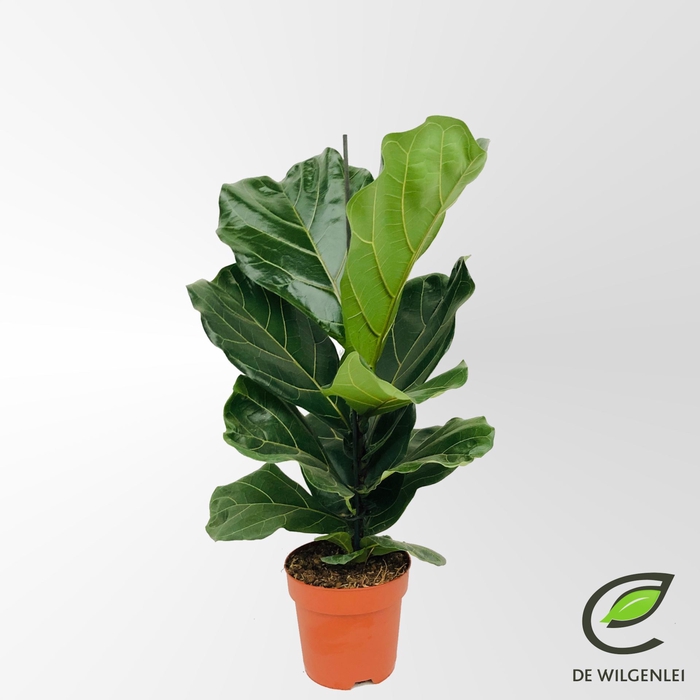 <h4>Ficus lyrata</h4>