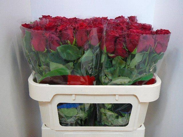 <h4>R GR RHODOS</h4>