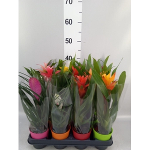 Bromelia ...mix