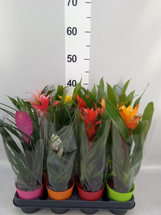 <h4>Bromelia   ...mix</h4>