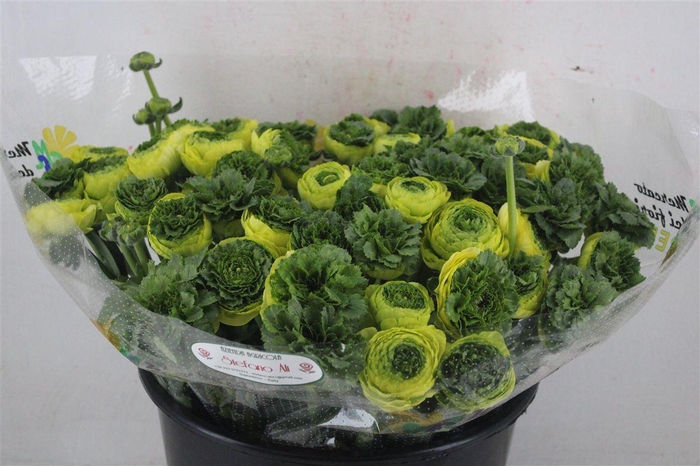 <h4>Ran Cloni Sup Lemon</h4>