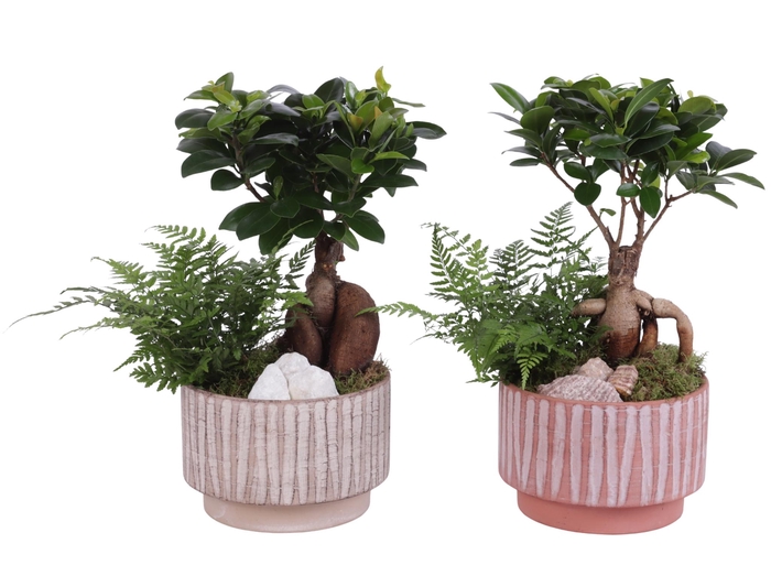 <h4>Yearround Arr. Indoor Ceramic Natural Touch NT667 Ø17cm 2PP</h4>