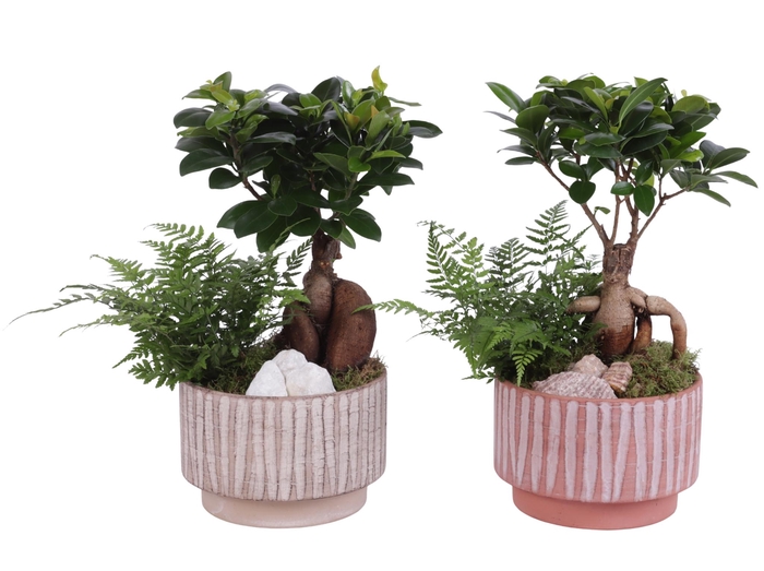 <h4>Yearround Arr. Indoor Ceramic Natural Touch NT667 Ø17cm 2PP</h4>