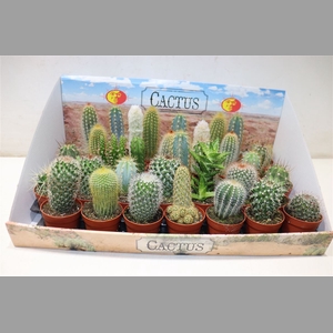 Cactus Gem