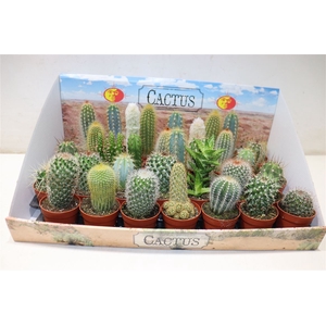 Cactus Gem
