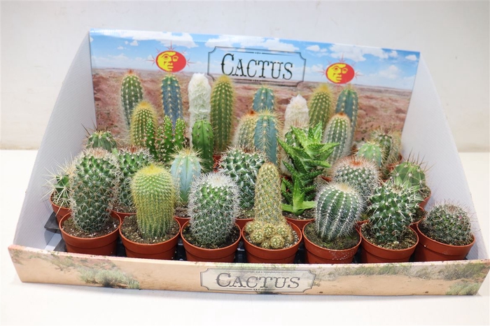 <h4>Cactus Gem</h4>