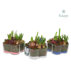 Glazen Bloemschaalmet Mixbol arrangement