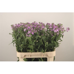 Hesperis White