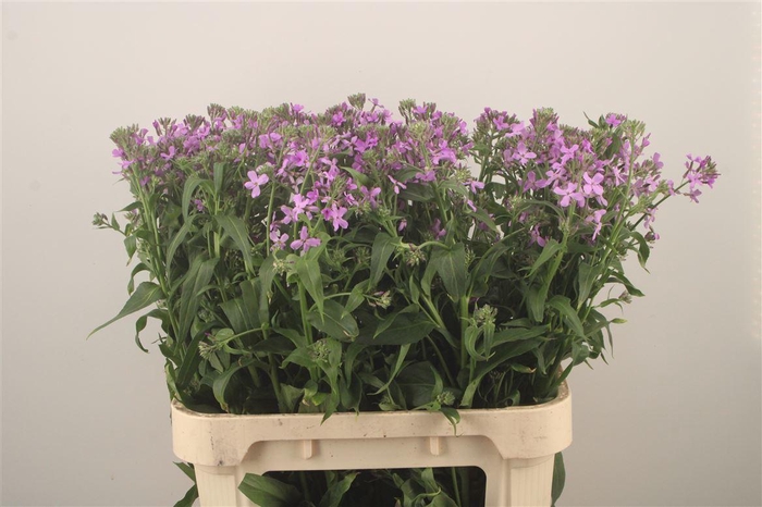 <h4>Hesperis White</h4>