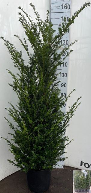 <h4>Taxus baccata</h4>
