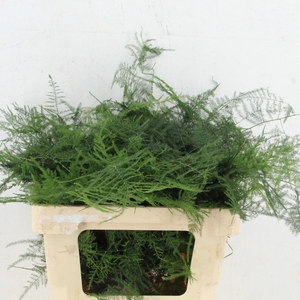 ASPARAGUS SETACEUS