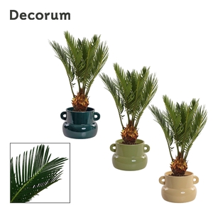 Cycas Revoluta 9 cm Decorum, 4+ veren in Lucy (Top blend-coll