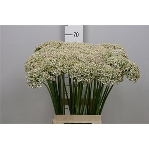 Allium Nigrum