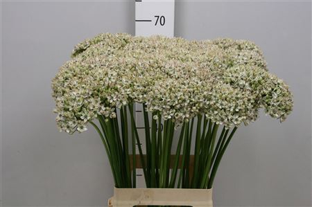 <h4>Allium Nigrum</h4>