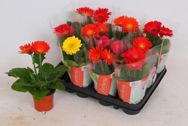 <h4>GER COLOURGAME GEM</h4>