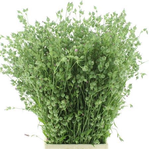 Silene Conica Balletje-balletje Per Bunch