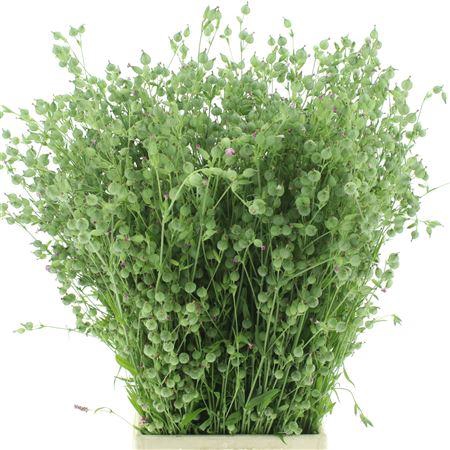 <h4>Silene Conica Balletje-balletje Per Bunch</h4>