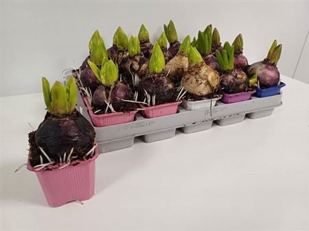 arr8 Hyacin Gem 4 Kl