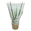Aloe Vera 0314AVE