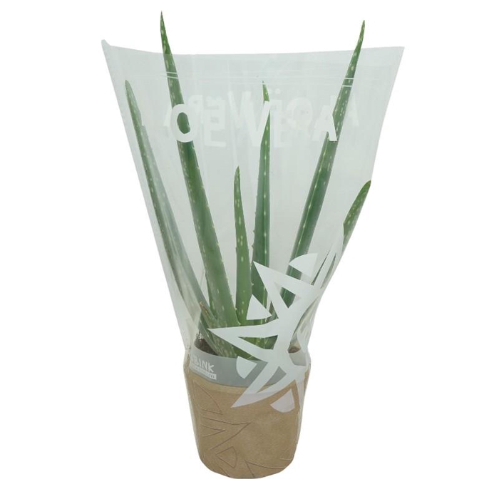 <h4>Aloe Vera 0314AVE</h4>
