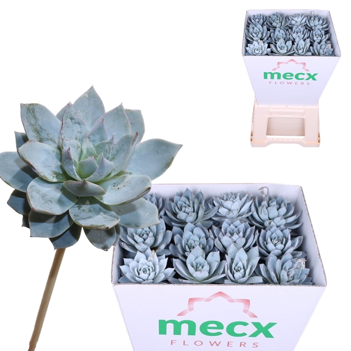 Echeveria Blue Star (mecx Flowers) Mecx-emmer 8cm