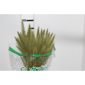 CAPIM RABO DE ESQUILO