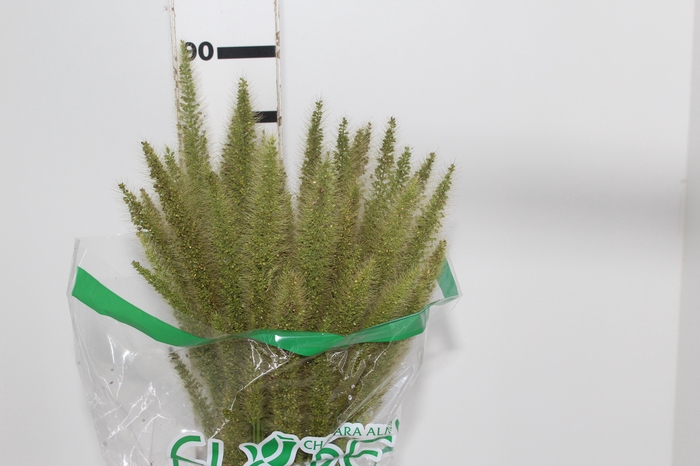 <h4>CAPIM RABO DE ESQUILO</h4>