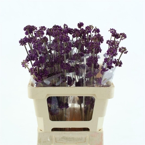 Callicarpa Giraldii