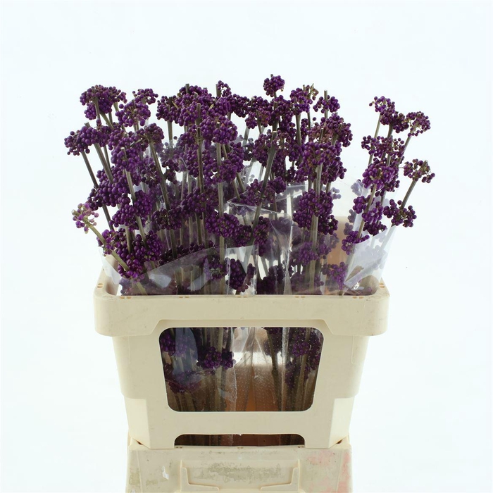 <h4>Callicarpa Giraldii</h4>