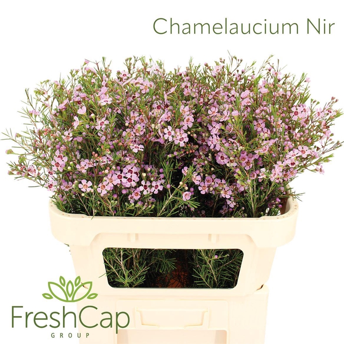 <h4>Chamelaucium Nir</h4>