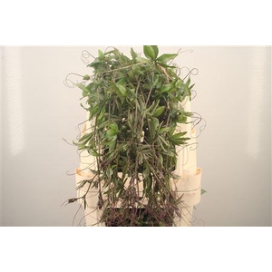 Passieflora Ranken