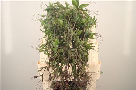<h4>Passieflora Ranken</h4>