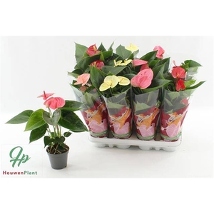 .Anthurium andreanum grp gemengd 4 kleuren