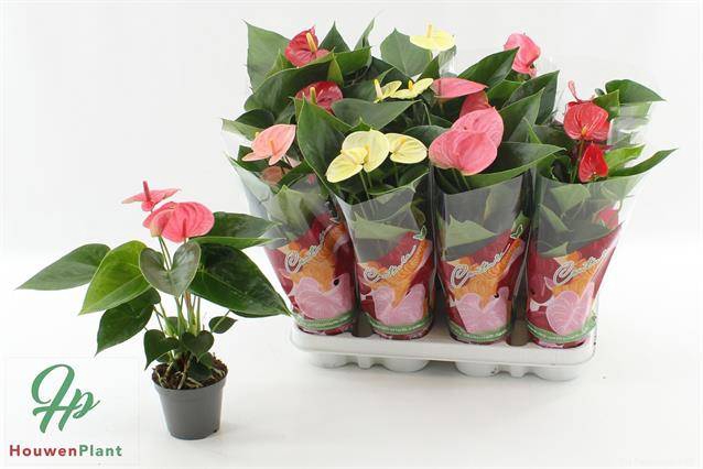 <h4>.Anthurium andreanum grp gemengd 4 kleuren</h4>