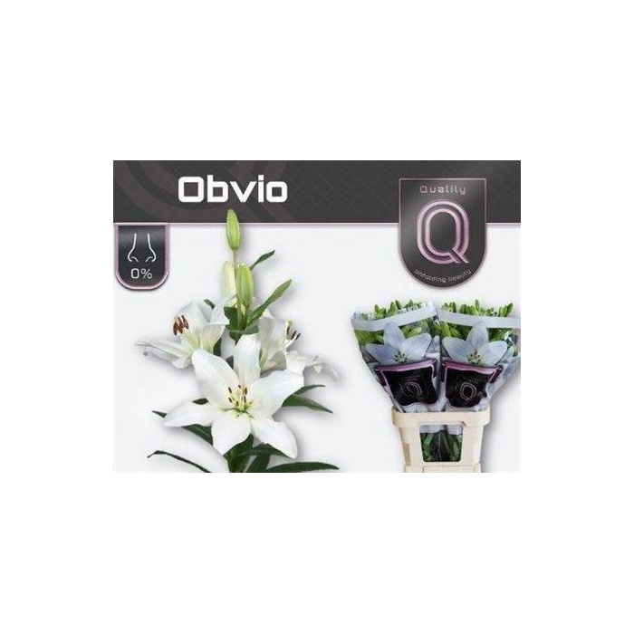 <h4>Li La Obvio</h4>