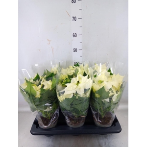 Euphorbia pulc. 'Alaska'