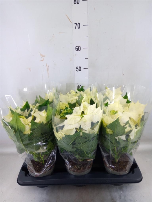 <h4>Euphorbia pulc. 'Alaska'</h4>