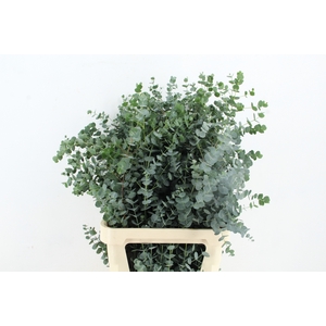 EUC GU AZURA 100CM