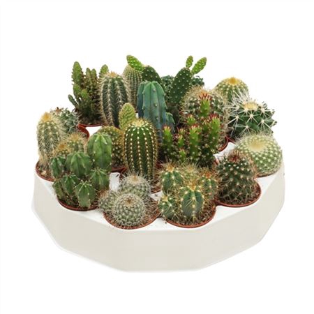 <h4>Cactus Gemengd Rondella</h4>