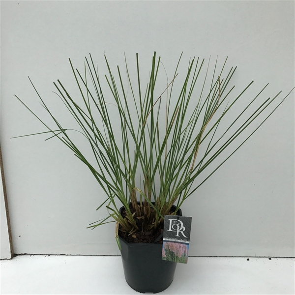 <h4>Cortaderia sell. 'Rosea'</h4>