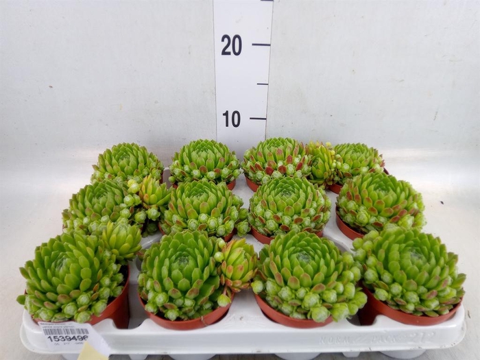 <h4>Sempervivum   ...</h4>