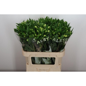 Alstr White Swan 75gr