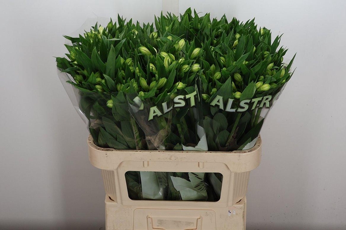 <h4>Alstr White Swan 75gr</h4>