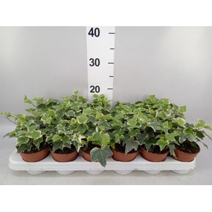 Hedera   ...variegated