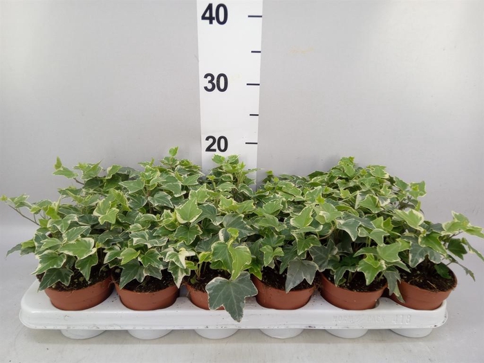<h4>Hedera   ...variegated</h4>