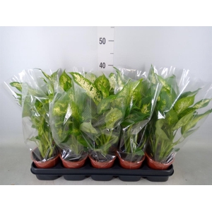 Dieffenbachia  'Compacta'