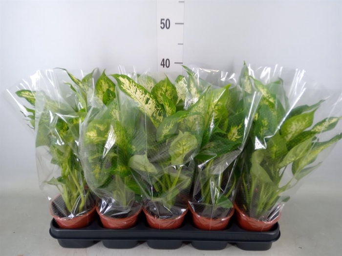 <h4>Dieffenbachia  'Compacta'</h4>