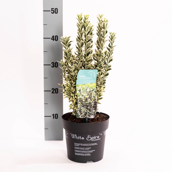 <h4>Euonymus jap. 'White spire' ®</h4>