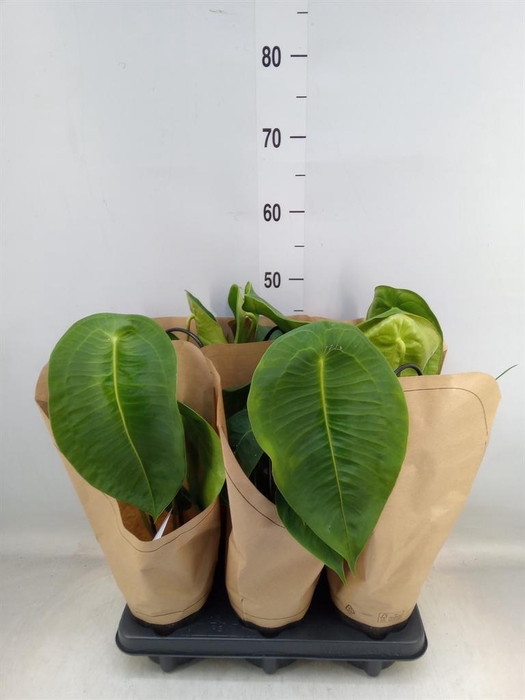 <h4>Anthurium ...</h4>
