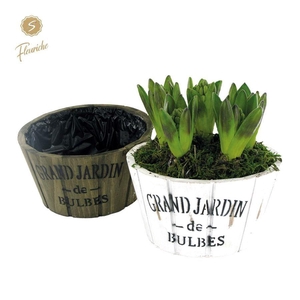 (5706) Hyacint Bucket Round 5PP Mos